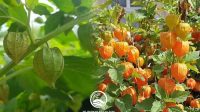 Harga Dan 1001 Khasiat Manfaat Buah Ciplukan Golden Berry