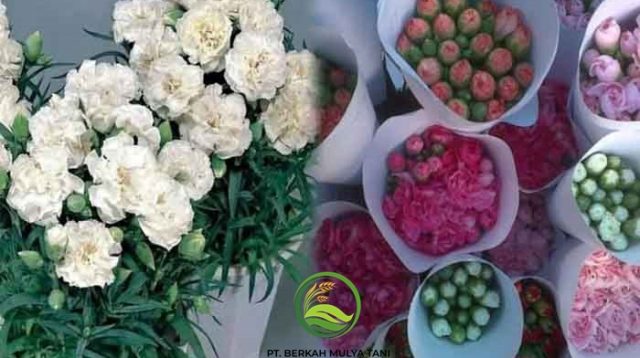 Supplier Bunga Potong Segar Anyelir Carnation Lembang Bandung